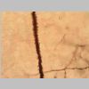 Neuronas Golgi 14.jpg
